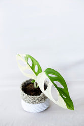 Monstera adansonii 'Indo Type'